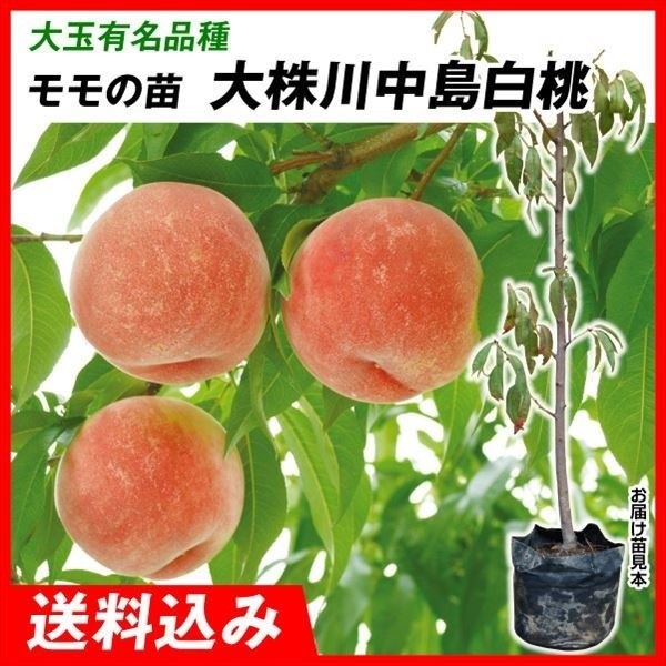 果樹苗 大株モモ 大株川中島白桃 1株 送料込み
