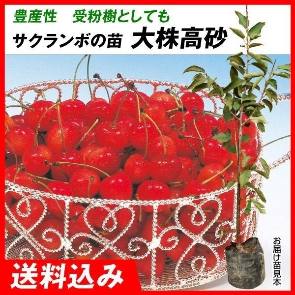 果樹苗 大株サクランボ 大株高砂 1株 送料込み