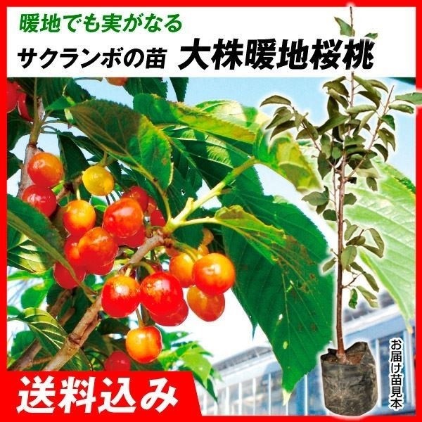 果樹苗 大株サクランボ 大株暖地桜桃 1株 送料込み