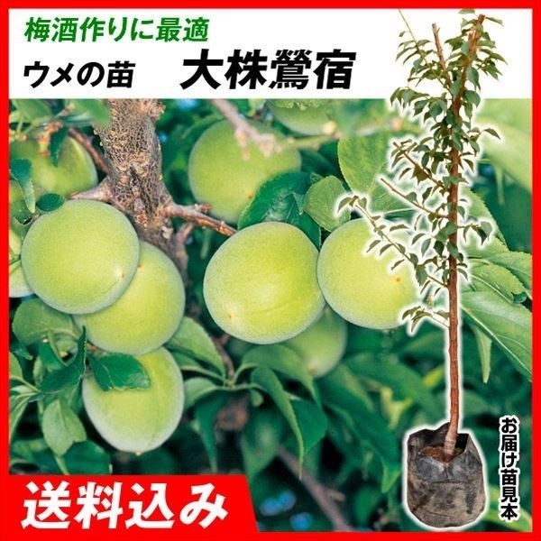 果樹苗 大株ウメ 大株鴬宿（大梅） 1株 送料込み