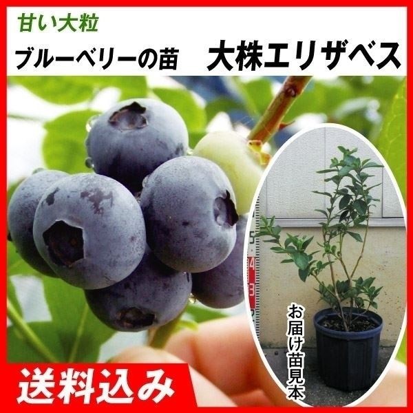 果樹苗 大株ハイブッシュ系ブルーベリー 大株エリザベス 1株 送料込み