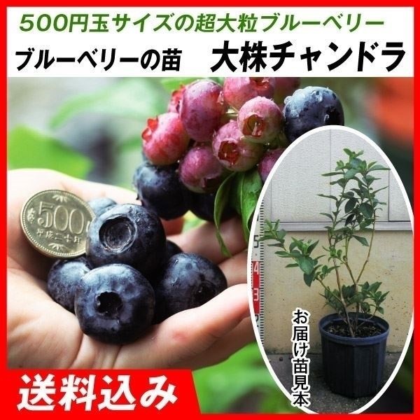果樹苗 大株ハイブッシュ系ブルーベリー 大株チャンドラ 1株 送料込み
