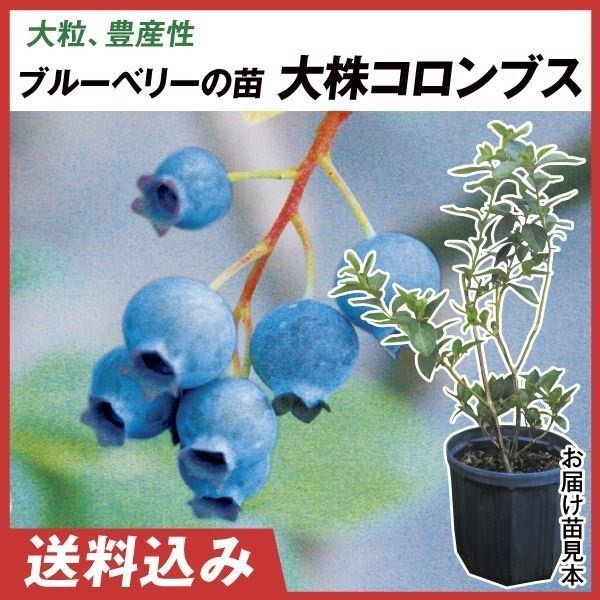 果樹苗 大株ラビットアイ系ブルーベリー 大株コロンブス 1株 送料込み