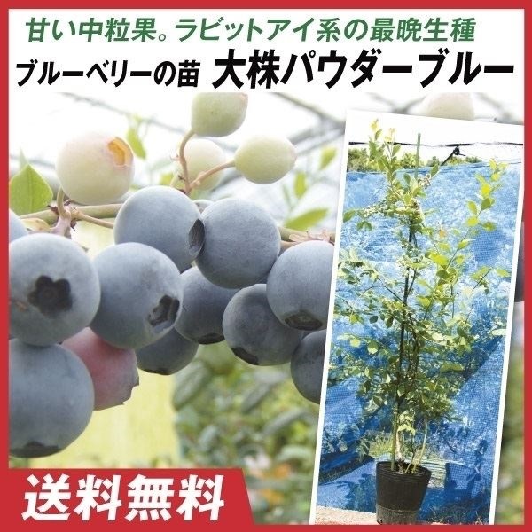 果樹苗 大株ラビットアイ系ブルーベリー 大株パウダーブルー 1株 送料込み