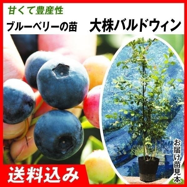 果樹苗 大株ラビットアイ系ブルーベリー 大株バルドウィン 1株 送料込み