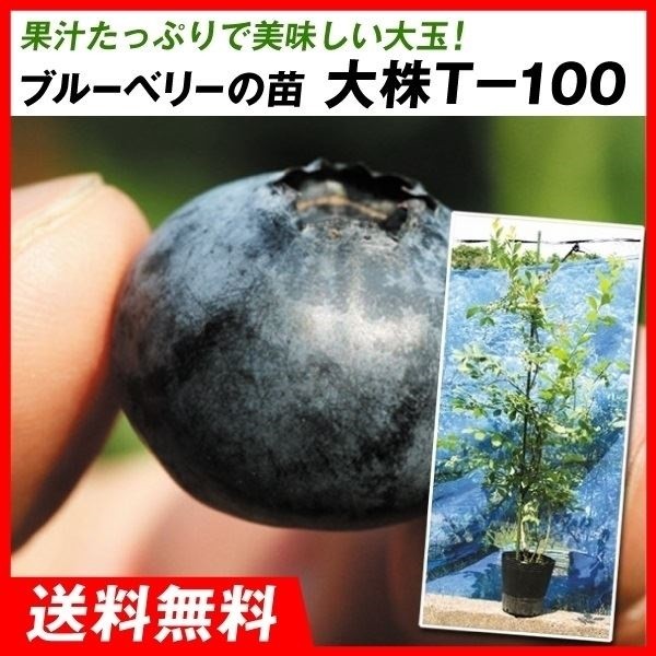 果樹苗 大株ラビットアイ系ブルーベリー 大株 T-100 1株 送料込み