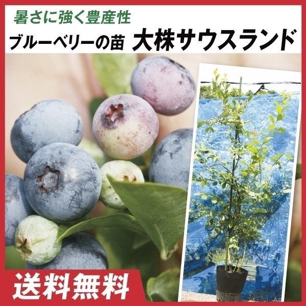 果樹苗 大株ラビットアイ系ブルーベリー 大株サウスランド 1株 送料込み
