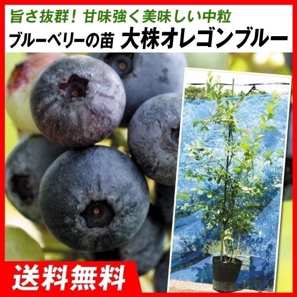 果樹苗 大株ラビットアイ系ブルーベリー 大株オレゴンブルー 1株 送料込み