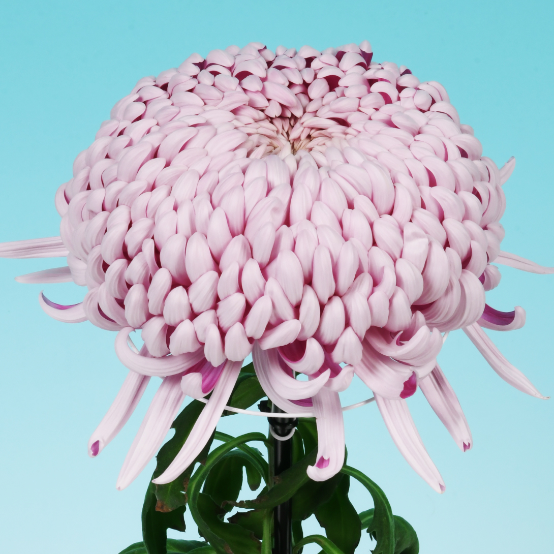 菊苗 大菊 国華百人力 1芽