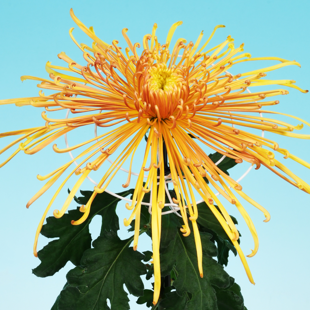 菊苗 大菊 泉郷秋水 1芽