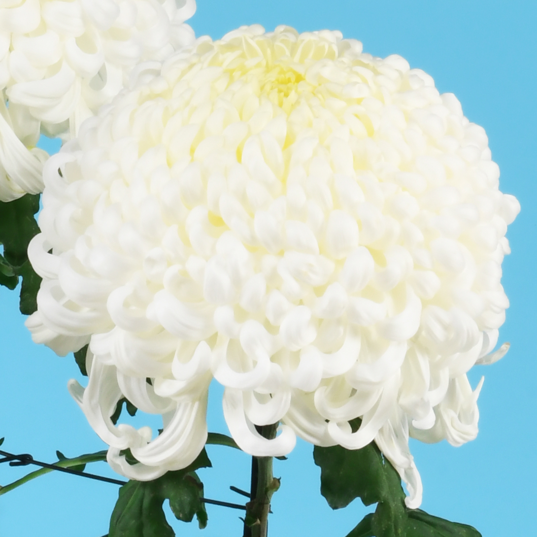 菊苗 大菊 国華萬進 1芽