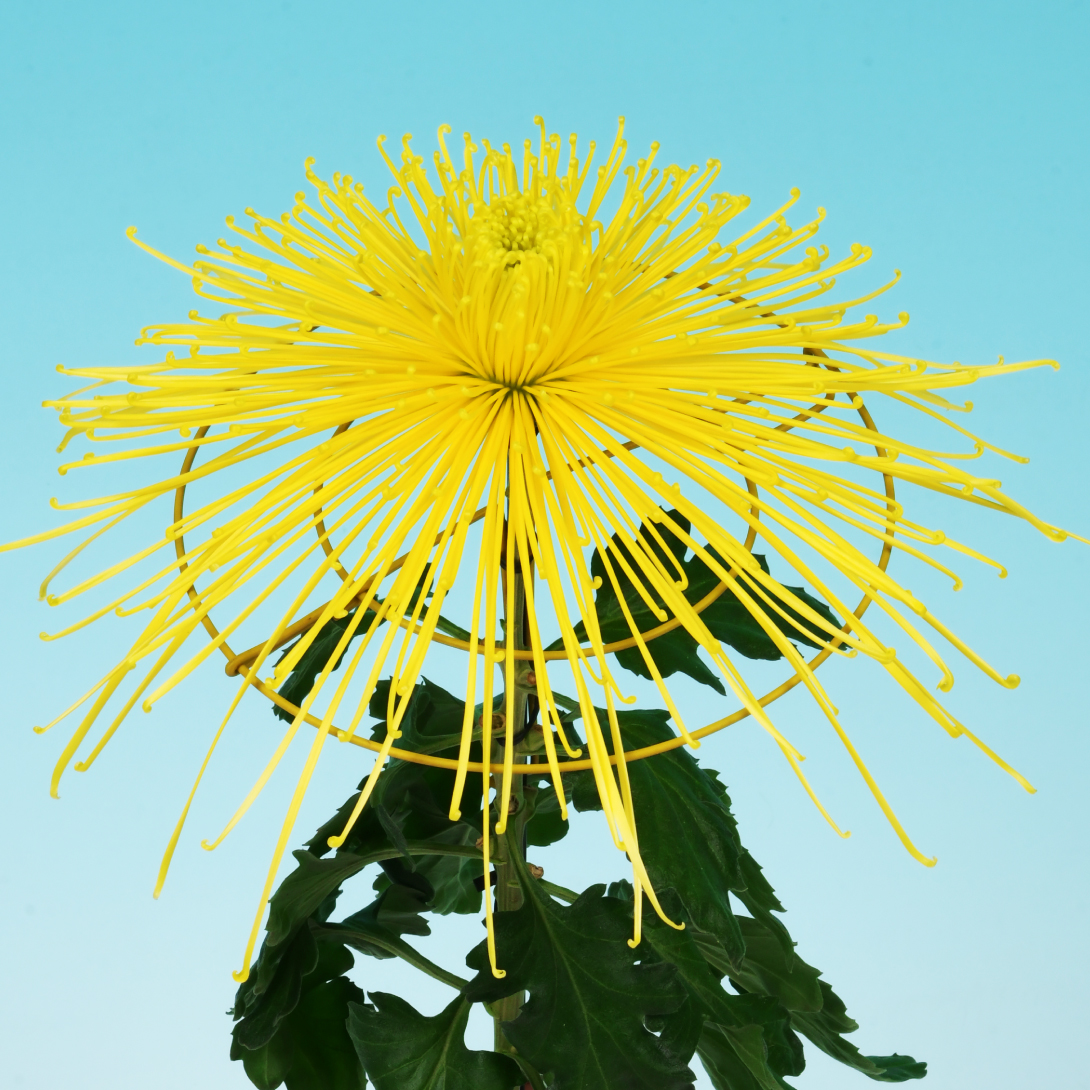 菊苗 大菊 泉郷夜想曲 1芽