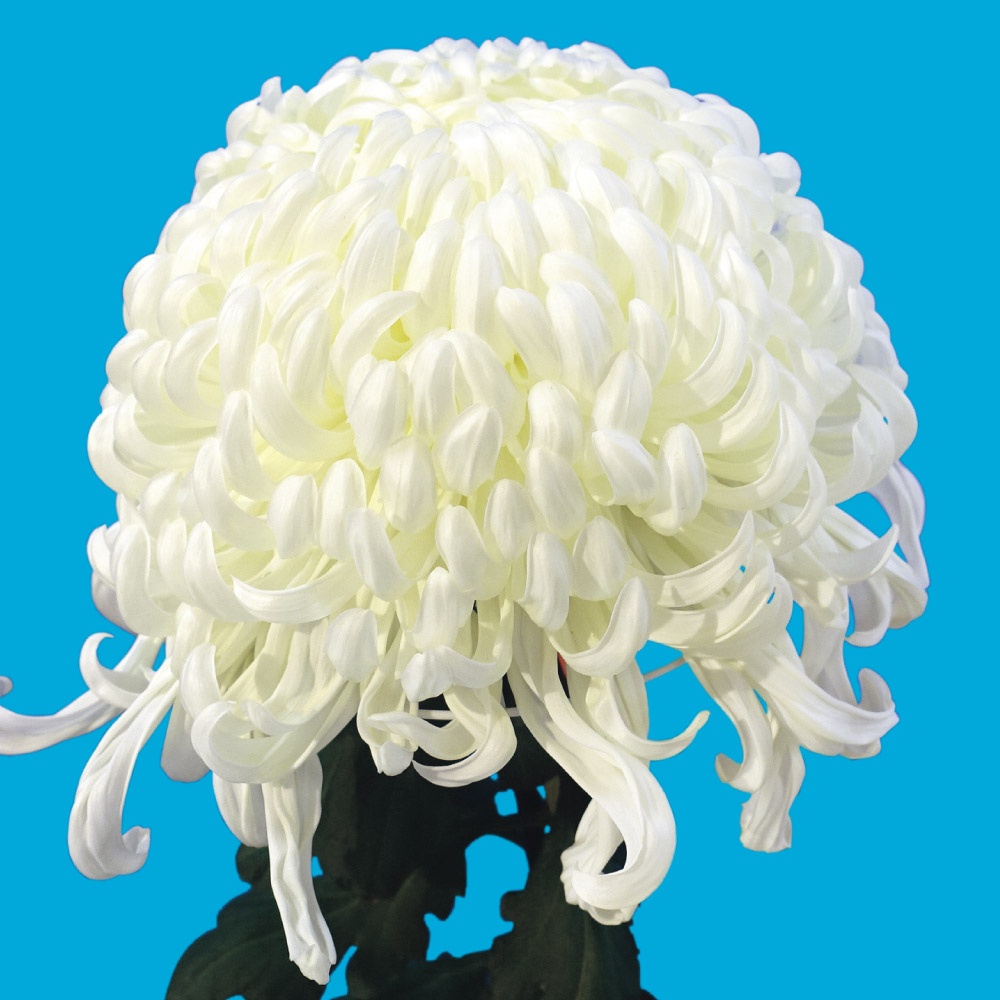 菊苗 大菊 国華妙音天 1芽