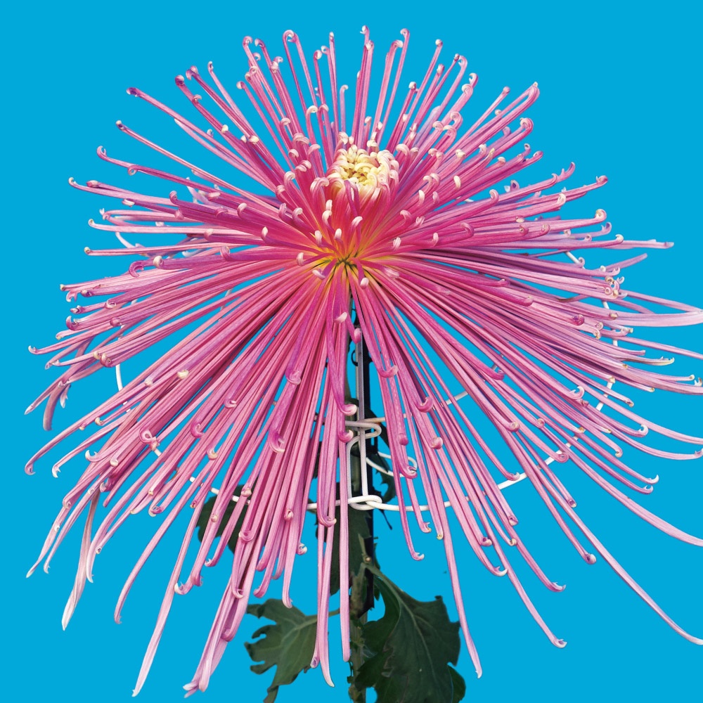 菊苗 大菊 泉郷閃光 1芽