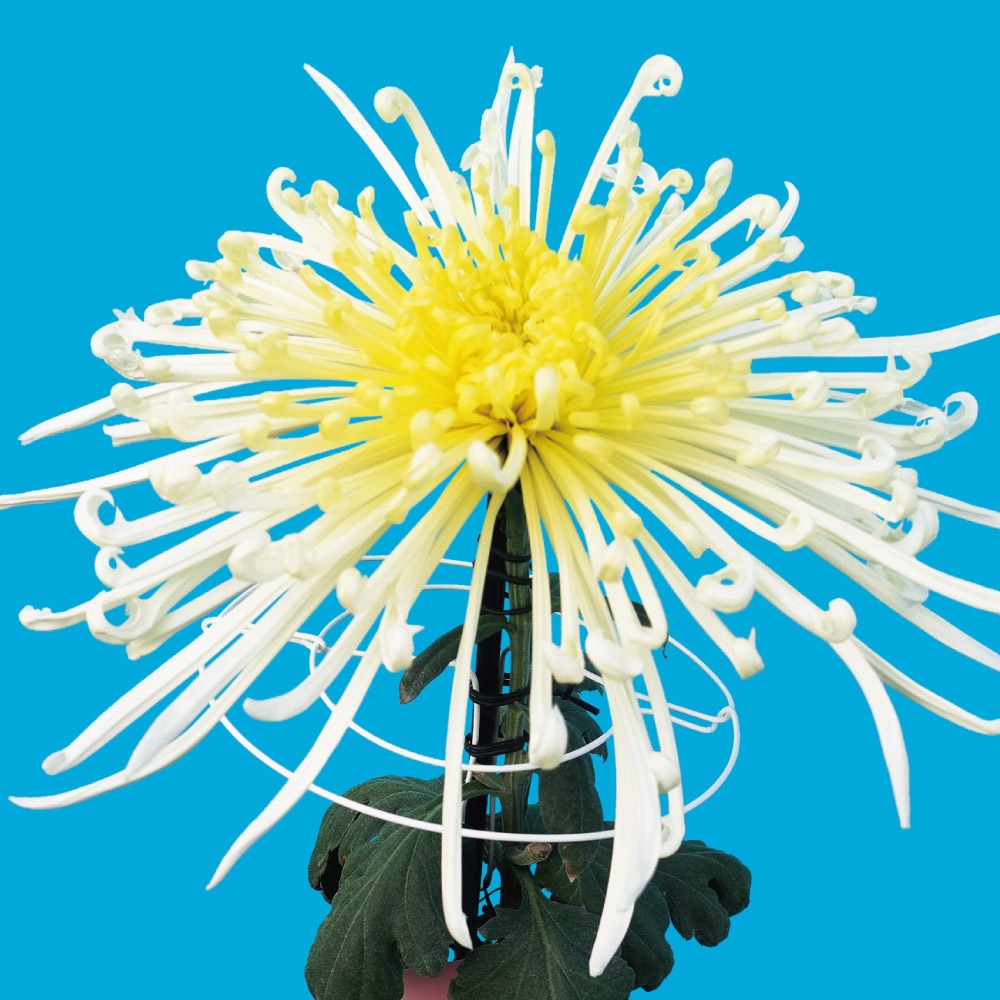 菊苗 大菊 泉郷豪球 1芽