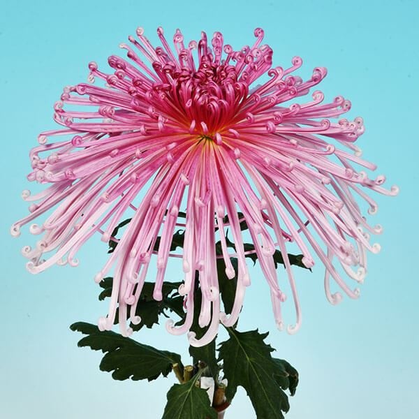 菊苗 大菊 泉郷情熱 1芽