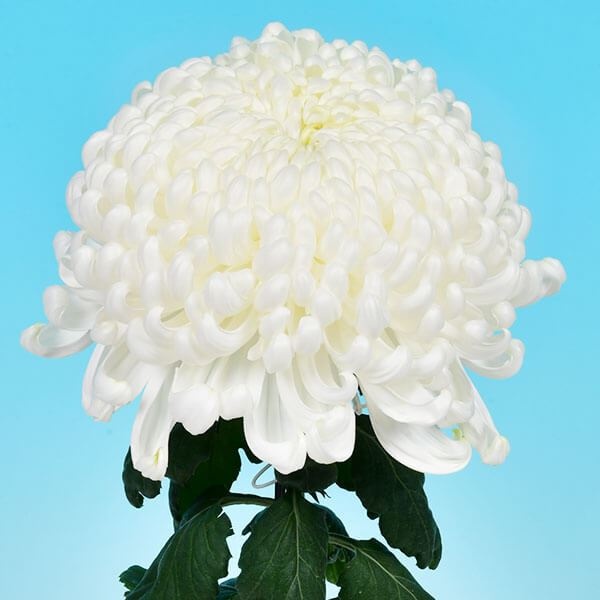 菊苗 大菊 国華白妙 1芽