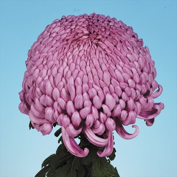 菊苗 大菊 国華上善 1芽