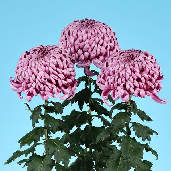 菊苗 大菊 国華理想 1芽