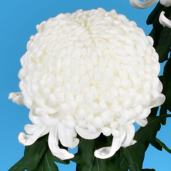 菊苗 大菊 国華太平楽 1芽