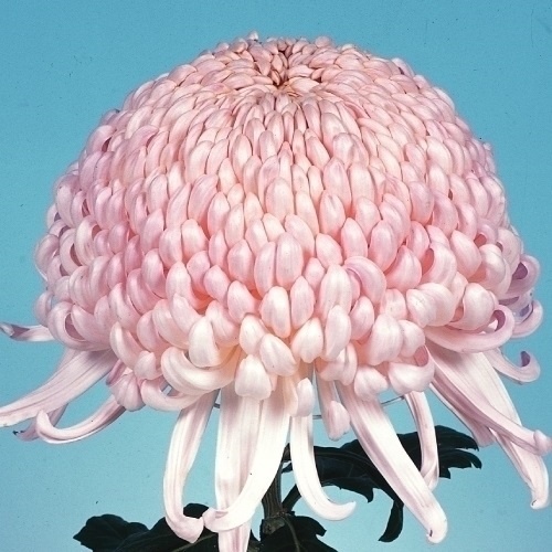 菊苗 大菊 国華聖者 1芽