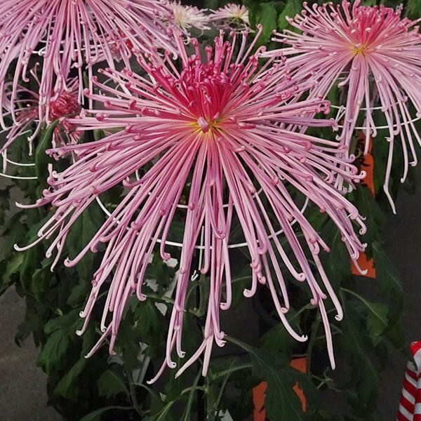 菊苗 大菊 泉郷女星 1芽