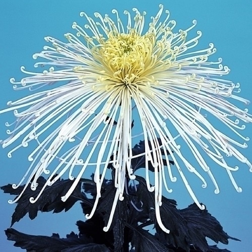 菊苗 大菊 泉郷急流 1芽