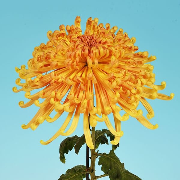 菊苗 大菊 泉郷笹竹 1芽