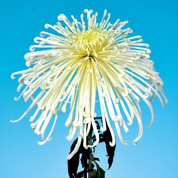 菊苗 大菊 泉郷白情熱 1芽