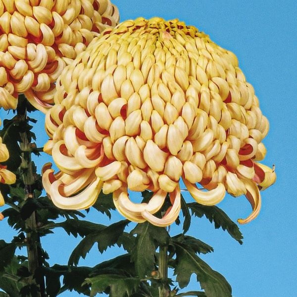 菊苗 大菊 国華錦江 1芽