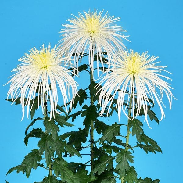 菊苗 大菊 泉郷千里眼 1芽