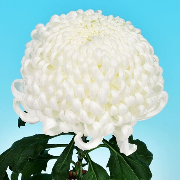 菊苗 大菊 国華先鋒 1芽