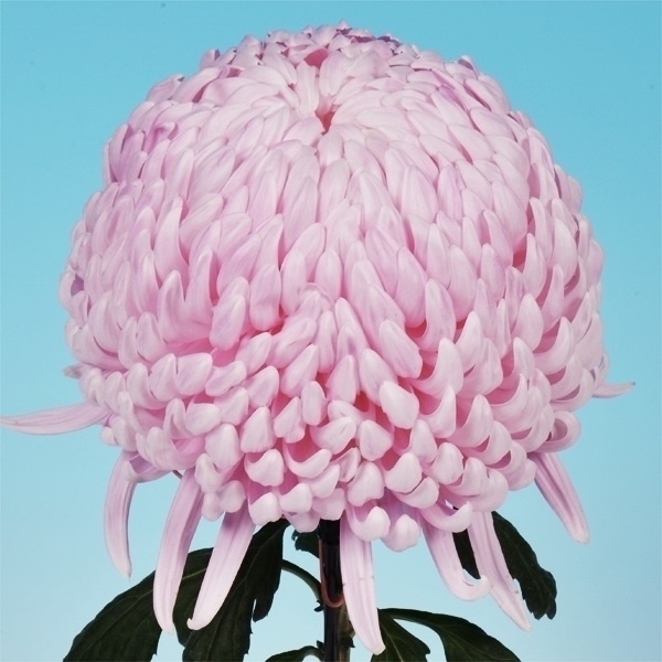 菊苗 大菊 国華主砲 1芽