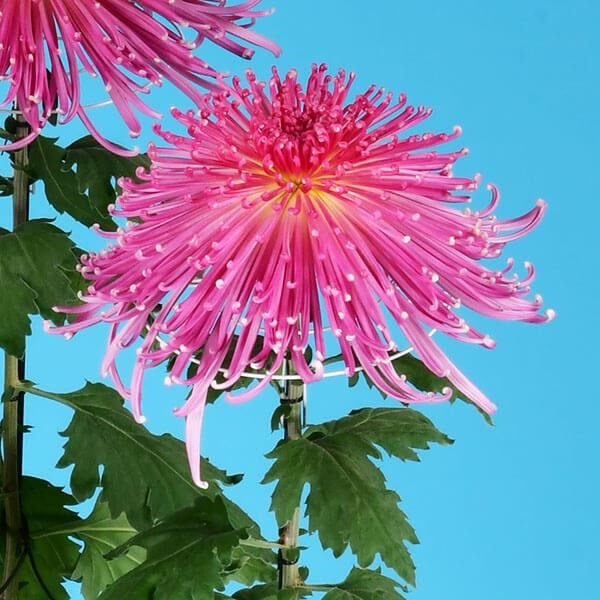 菊苗 大菊 泉郷花筏 1芽