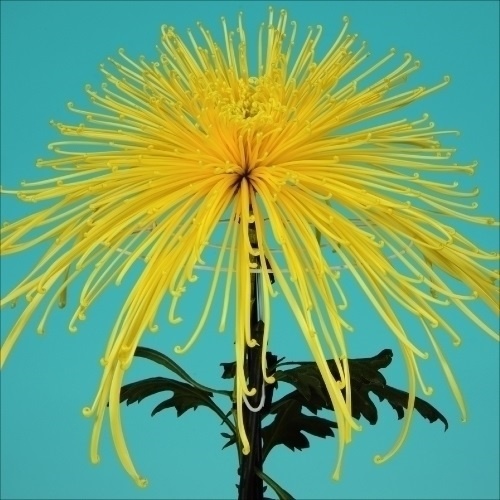 菊苗 大菊 泉郷の駒 1芽