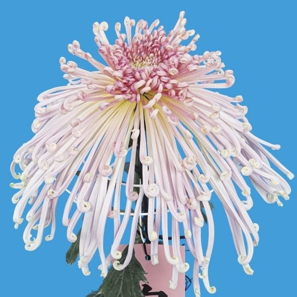 菊苗 大菊 泉郷花見 1芽