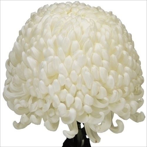 菊苗 大菊 国華８７ 1芽