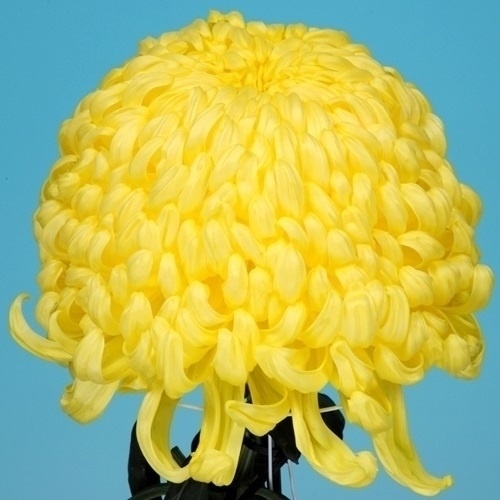 菊苗 大菊 国華弥栄 1芽