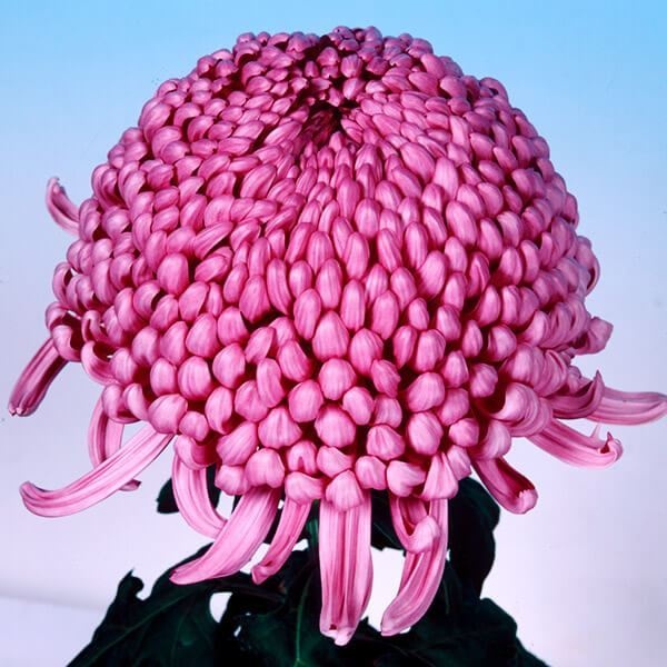 菊苗 大菊 国華開運山 1芽