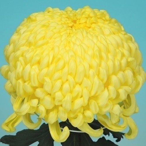 菊苗 大菊 国華開花 1芽