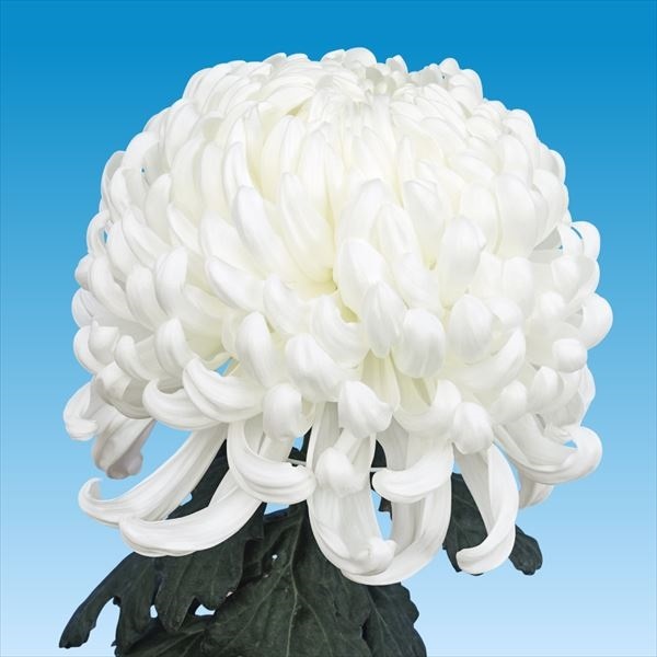 菊苗 大菊 国華海神 1芽