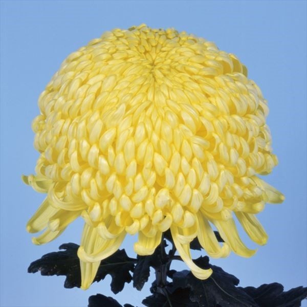 菊苗 大菊 国華開祖 1芽