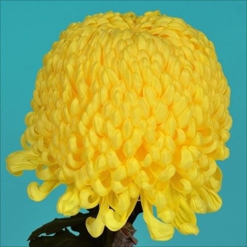 菊苗 大菊 国華賀宴 1芽