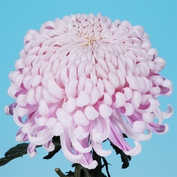 菊苗 大菊 国華楽都 1芽