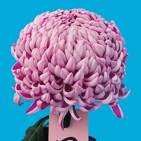 菊苗 大菊 国華嘉祥 1芽