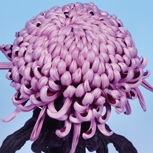 菊苗 大菊 国華活力 1芽