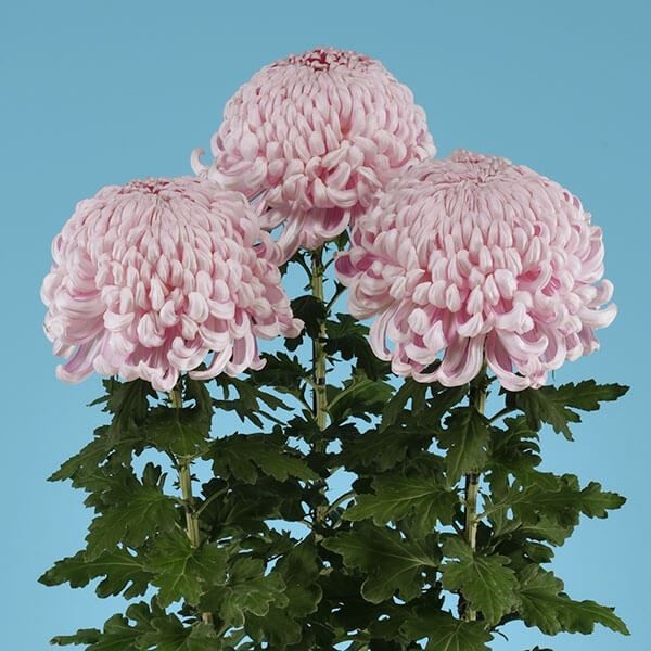 菊苗 大菊 国華香風 1芽