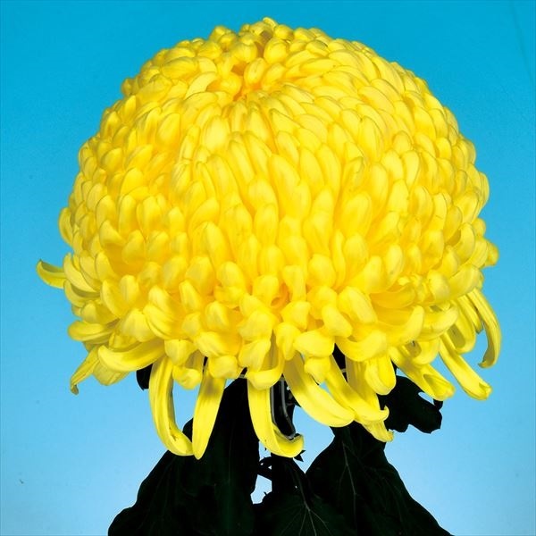 菊苗 大菊 国華関山 1芽