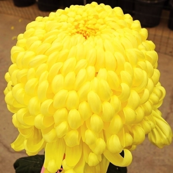 菊苗 大菊 国華菊日和 1芽