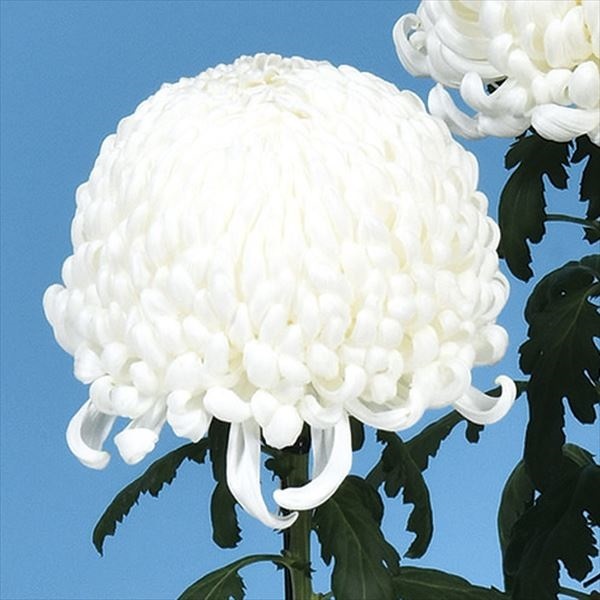 菊苗 大菊 国華北海 1芽